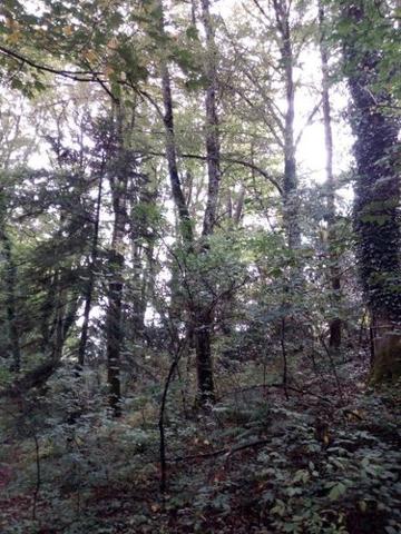 Bois à vendre à Saint-Thomas-de-Courceriers en Mayenne (53160), ref : 925 Bois à vendre à Saint-Thomas-de-Courceriers en Mayenne (53160), ref : 925