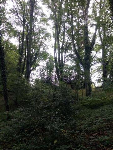 Bois à vendre à Saint-Thomas-de-Courceriers en Mayenne (53160), ref : 925 Bois à vendre à Saint-Thomas-de-Courceriers en Mayenne (53160), ref : 925