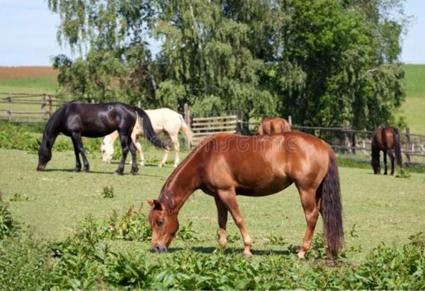PROPRIÉTÉ sur 4 ha à vendre 7 pièces secteur XERTIGNY (88) MAISON et partie FERME
