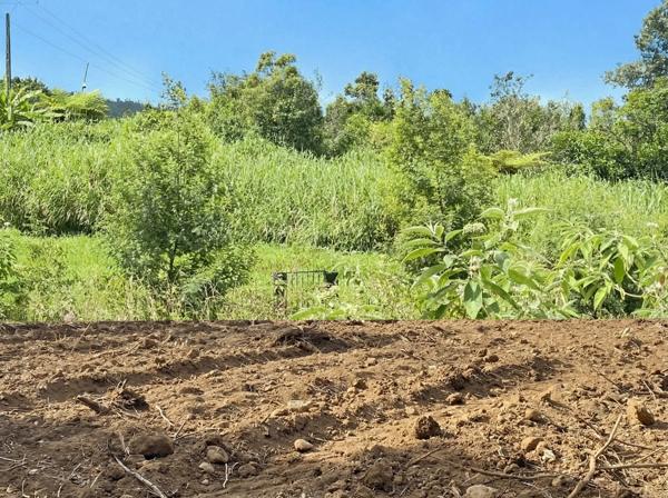 🌿 TERRAIN CONSTRUCTIBLE 640 m² (LOT A) – PLAT - ACCÈS DIRECT – 125 €/m2 – SAINT-JOSEPH