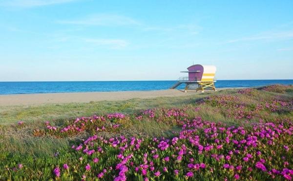 Fonds de commerce à vendre LEUCATE (11) Bar restaurant "les pieds dans l'eau", grande terrasse accès direct sur la plage