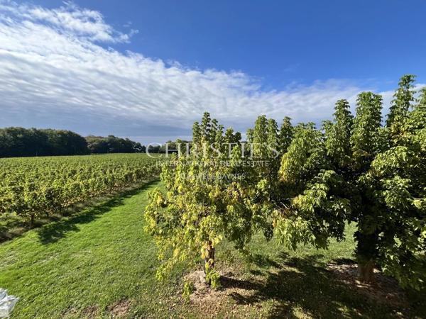 Maison de charme avec piscine au cœur des vignes