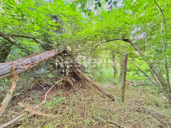 Terrain constructible Vauhallan 7 435 m² - 324 m² à bâtir + bois privé 7 000 m² - environnement naturel - sans vis-à-vis - Plateau de Saclay - Igny - Massy - Paris Sud