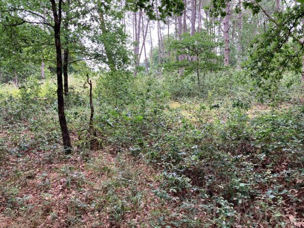 Achat terrain près de Montans - 1704 m² - 110 000 €