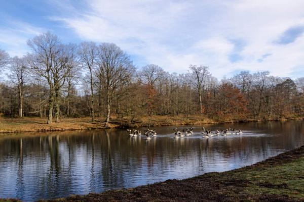 Nançay (18330) Propriété d’exception en Sologne – 21 hectares avec étang de 5 hectares et pavillon récent RT 2020 à Nançay