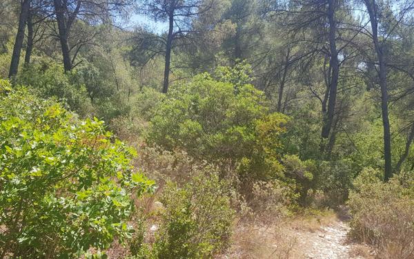 Terrain à vendre    La Roque-d'Anthéron