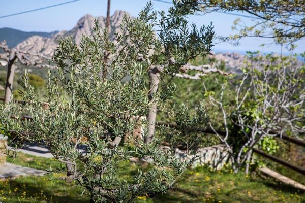 Saint-Florent (20217) Auberge restaurant à 15 minutes de Saint-Florent et à deux pas du chemin de la plage de Saleccia !!!!